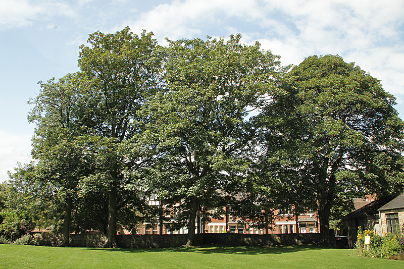 AUGUST 2014  -8 - FOUR SEASONS MUSEUM GARDENS