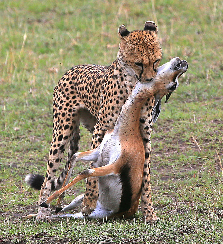  - MASAI MARA, KENYA  OCT 2014