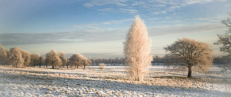 FROSTED TREES AT SUNRISE YORK KNAVESMIRE-2003 - PORTFOLIO 2015
