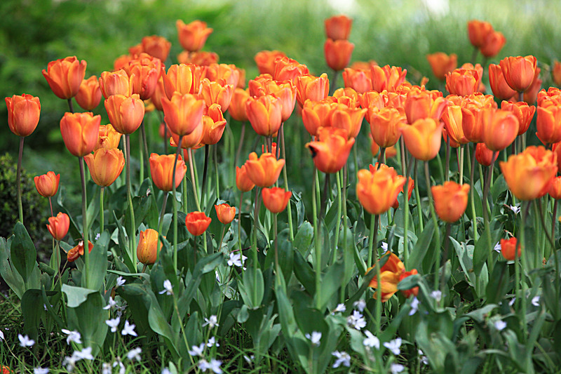 MAY 2015-14 - FOUR SEASONS MUSEUM GARDENS