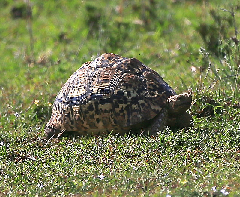  - MASAI MARA, KENYA  OCT 2014