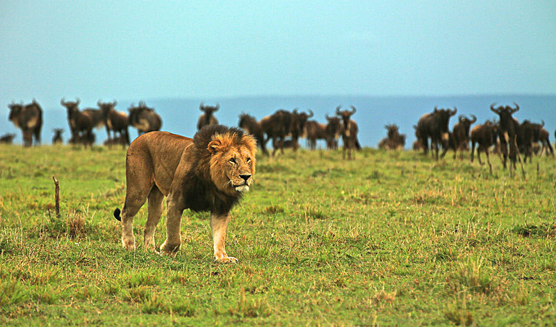  - MASAI MARA, KENYA  OCT 2014