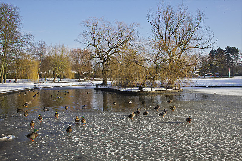 IMG_DUCKS ON THE FROZEN LAKE ROWNTREES PARKYORK - Version 2 - PORTFOLIO 2015
