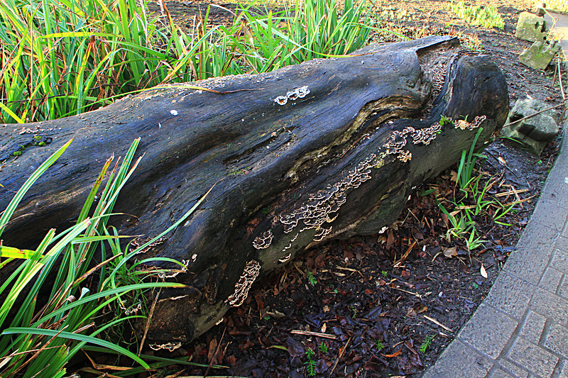 JANUARY 2015  - FOUR SEASONS MUSEUM GARDENS