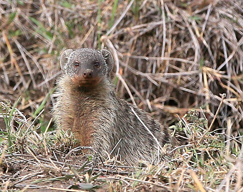  - MASAI MARA, KENYA  OCT 2014