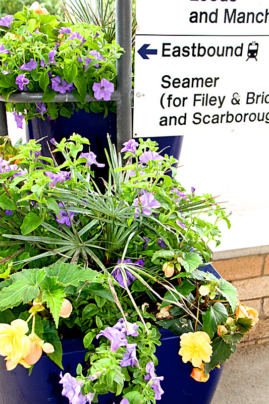 IMG_7246_2 - MALTON IN BLOOM 2017