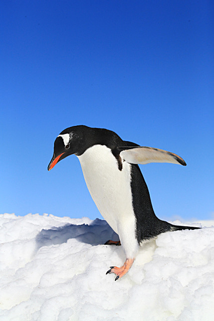  - ANTARCTICA NOV 2014