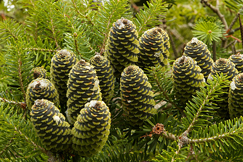 AUGUST 2014  -13 - FOUR SEASONS MUSEUM GARDENS