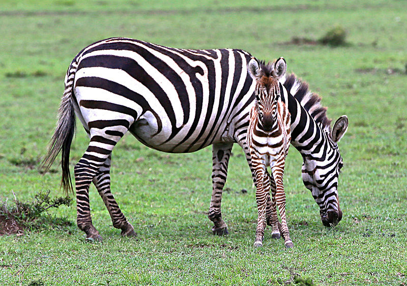  - MASAI MARA, KENYA  OCT 2014
