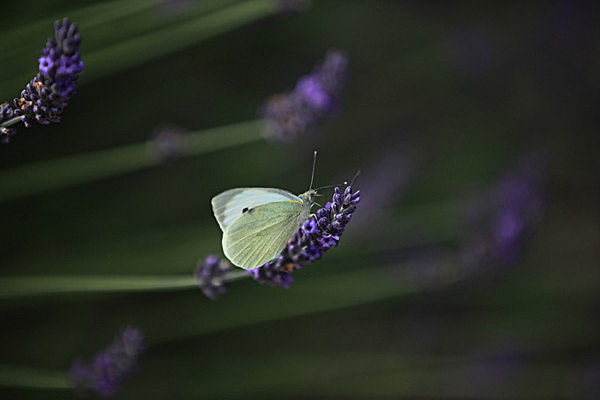 IMG_8761 - LAVENDER FARM  TERRINGTON  YORK