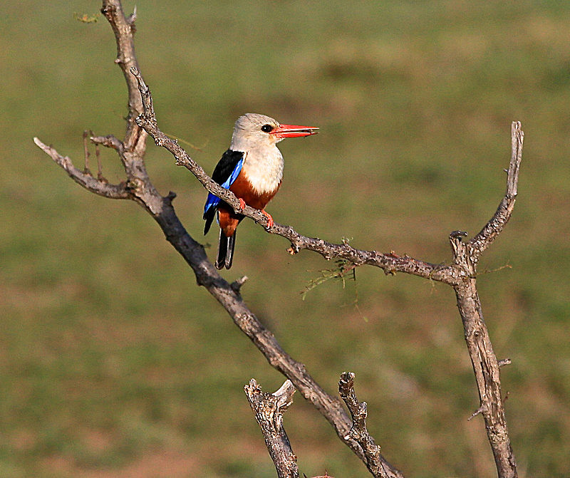  - MASAI MARA, KENYA  OCT 2014