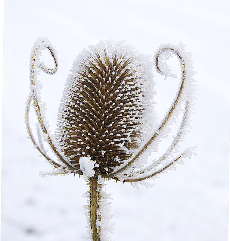 IMG_8118_2 FROSTED TEASLE -1 - PORTFOLIO 2015