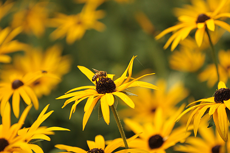 SEPTEMBER  2014   -8 - FOUR SEASONS MUSEUM GARDENS