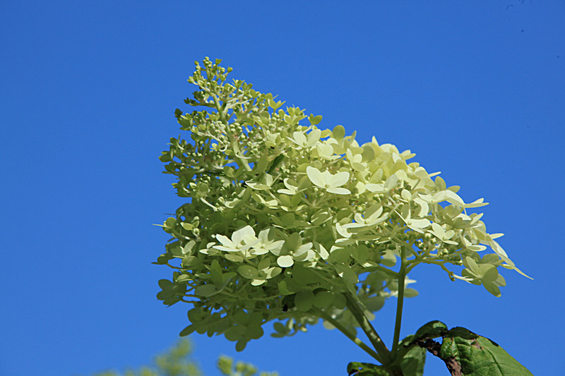JULY 2014  -26 - FOUR SEASONS MUSEUM GARDENS