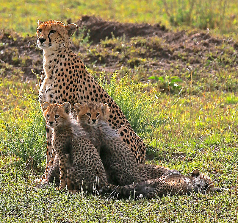 - MASAI MARA, KENYA  OCT 2014