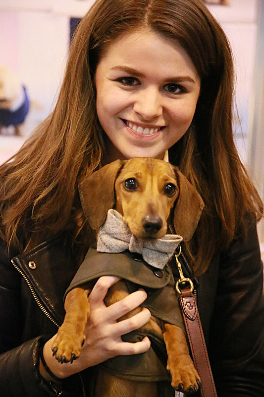BV6R9521_2 - TEDDY MAXIMUS at Crufts March 2016. https://teddymaximus.com/