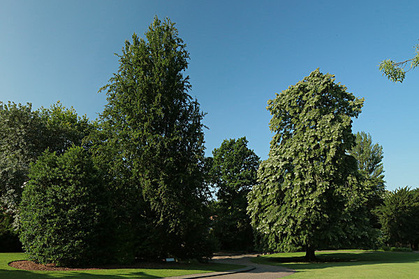 IMGL7660 - MUSEUM GARDENS