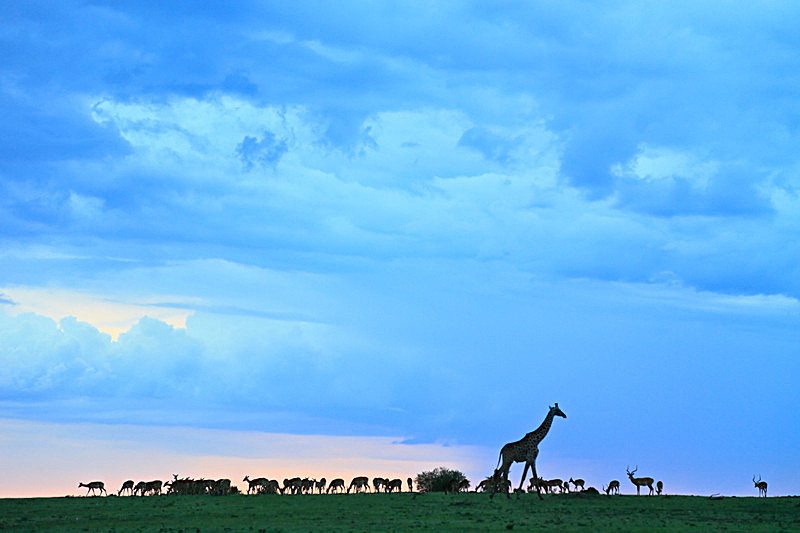  - MASAI MARA, KENYA  OCT 2014