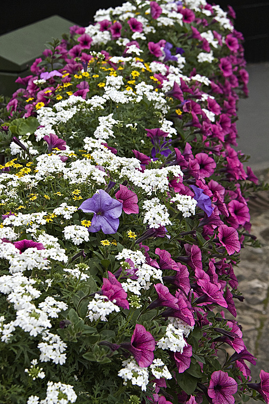 IMG_7393 - Version 2 - MALTON IN BLOOM 2017