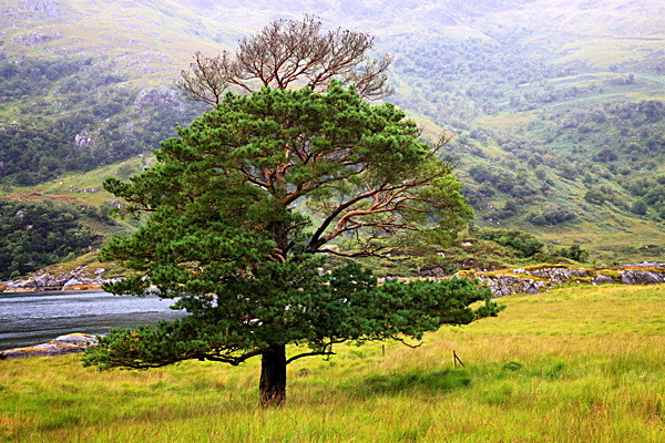 20100827_0209_2 - SCOTLAND 2010
