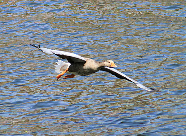 IMG_9028_2 - DRAGON BOAT RACE 2013 York Rotary Club