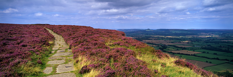 Path Through the Heather, The Wainstones - North Yorkshire and the North York Moors
