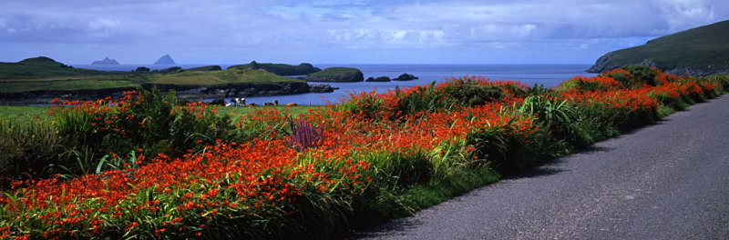 A Splash of Colour, Valentia Island - Ireland