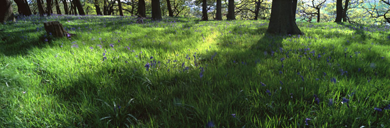 Into the Sun, Newton Wood - North Yorkshire and the North York Moors