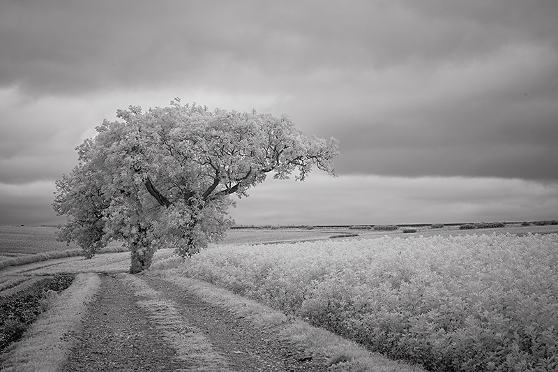 Reaching Out - Infra Red