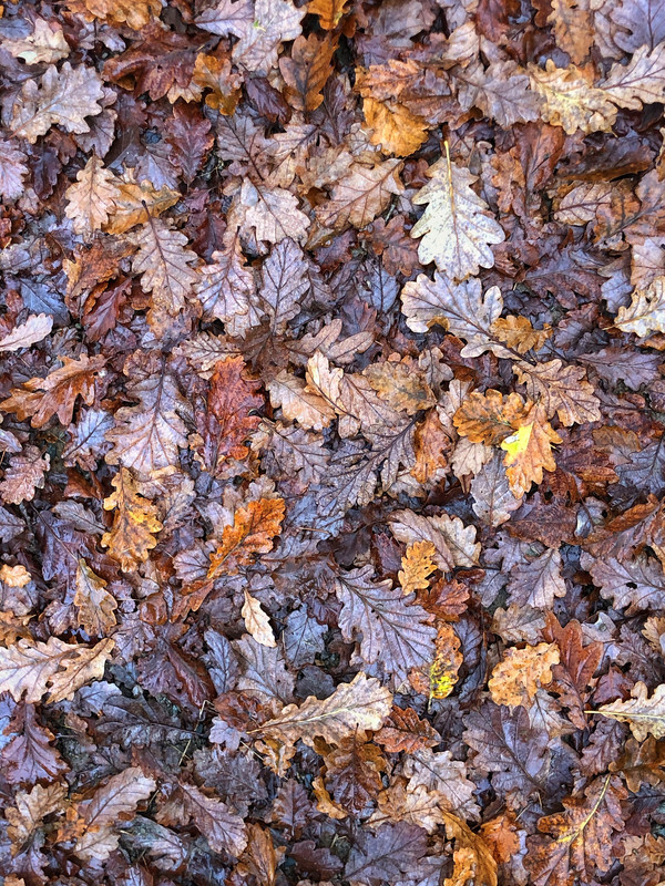 Oak Floor - iPhone Photos