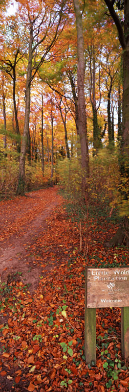 Golden Little Wold - East Yorkshire