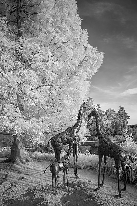 Burnby Hall safari 1 - Infra Red