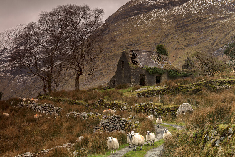 Curious at Mollys Cottage Black Valley - Ireland