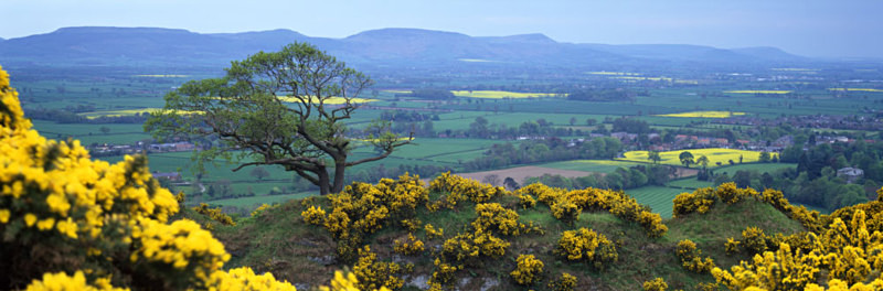 Patches of Colour, Cliff Ridge - North Yorkshire and the North York Moors