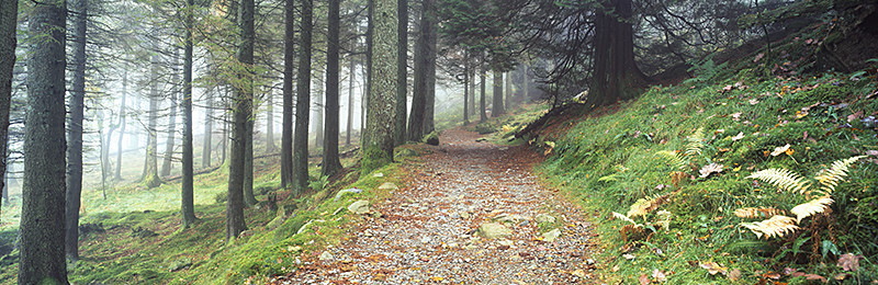 Blea Tarn Woods - Lake District