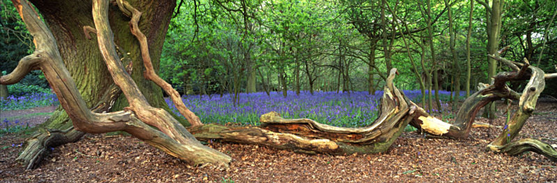 Bluebells, Beverley Westwood - East Yorkshire