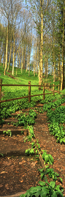 Millington Steps in Spring - East Yorkshire