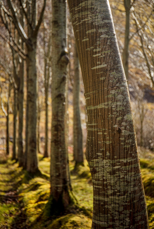 Tree Stripes Glanteenassig Wood - Ireland