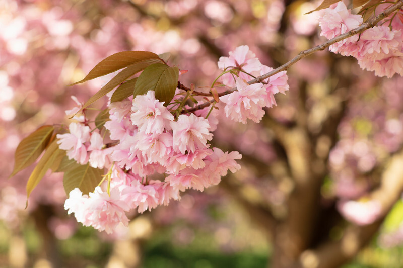 Cherry_Blossom - Nature
