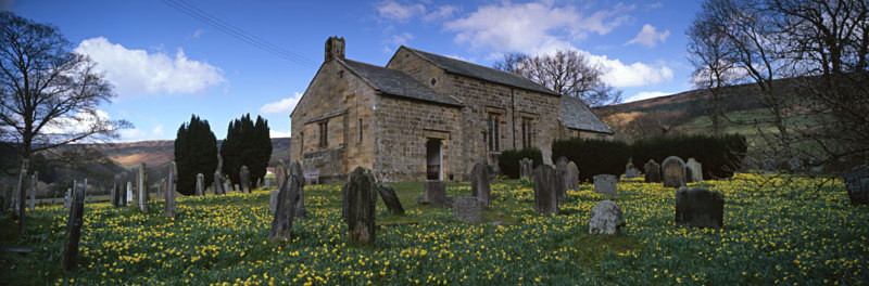 Daffodils Galore, Farndale - North Yorkshire and the North York Moors