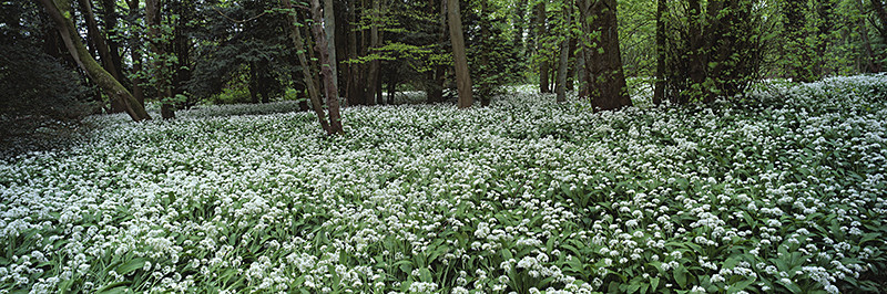 Wild Garlic Londesborough - East Yorkshire