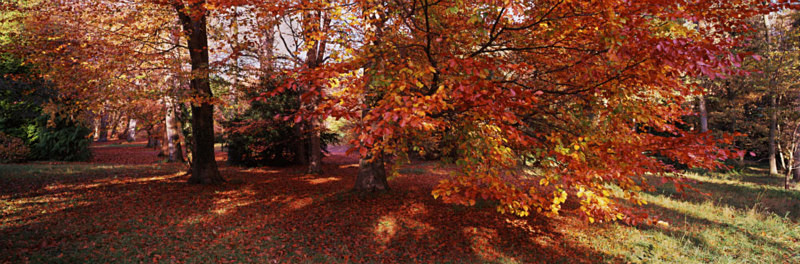 Golden Beeches, Thorp Perrow - Yorkshire Dales