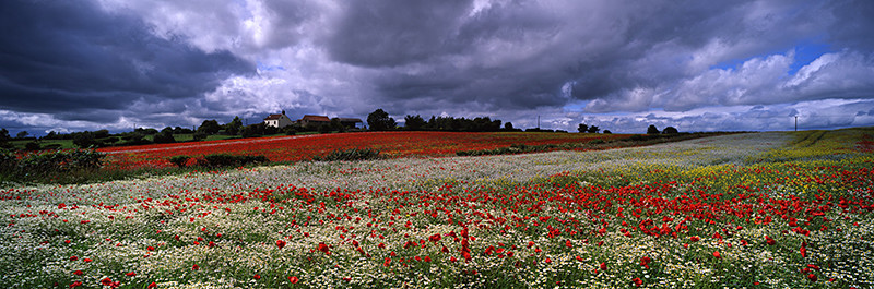 A Splash of Rain a Splash of Colour, Levening - North Yorkshire and the North York Moors