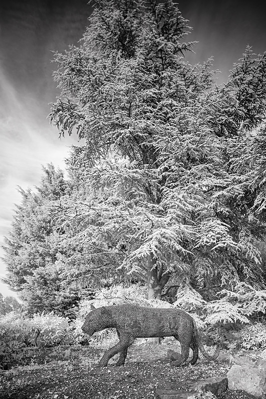 Burnby Hall safari 2 - Infra Red