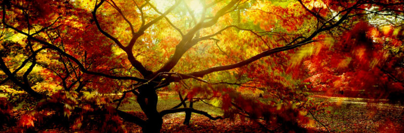 Flaming Autumn - Yorkshire Dales