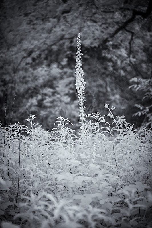 Standing Proud - Infra Red