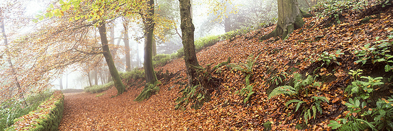 Path to Orrest Head - Lake District