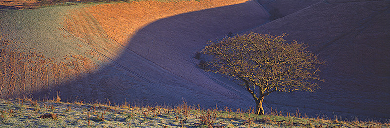 The Golden Tree Millington - East Yorkshire