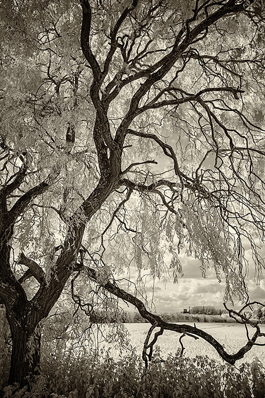 Droopy - Infra Red