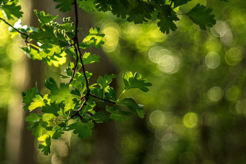 Spring in the woods - Nature